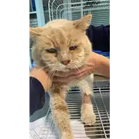 Foto dell\'animale gatto - Matr. 2021/1994 - Microchip 380260044579138
