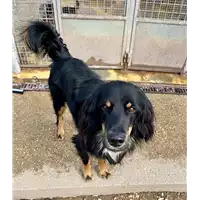 Foto dell\'animale cane - Matr. 2021/1995 - Microchip 380260044579261