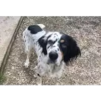 Foto dell\'animale cane - Matr. 2021/1996 - Microchip 380260044579870