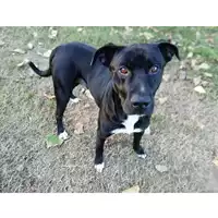 Foto dell\'animale cane - Matr. 2019/1826 - Microchip 380260043680792