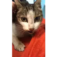 Foto dell\'animale gatto - Matr. 2021/2004 - Microchip 380260044608003