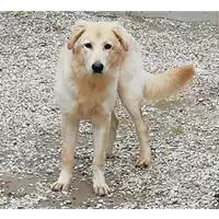 Foto dell\'animale cane - Matr. 2021/2011 - Microchip 380260044446847