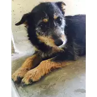 Foto dell\'animale cane - Matr. 2017/0843 - Microchip 380260043147239