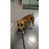 cane - Matr. 2021/2015 - Microchip 380260044543119