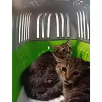 Foto dell\'animale gatto - Matr. 2021/2016 - Microchip 380260044542755