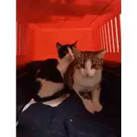 Foto dell\'animale gatto - Matr. 2021/2018 - Microchip 380260044543047