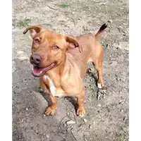 Foto dell\'animale cane - Matr. 2020/0390 - Microchip 380260043853741