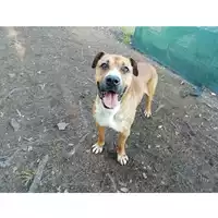 Foto dell\'animale cane - Matr. 2021/0747 - Microchip 380260044516660