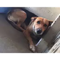 Foto dell\'animale cane - Matr. 2017/0844 - Microchip 380260043147068