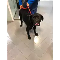 cane - Matr. 2021/2023 - Microchip 380260004912224