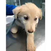 Foto dell\'animale cane - Matr. 2021/2024 - Microchip 380260044579346