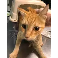 Foto dell\'animale gatto - Matr. 2021/2037 - Microchip 380260044579977