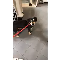 cane - Matr. 2021/2038 - Microchip 380260044579339