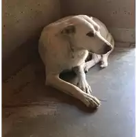 Foto dell\'animale cane - Matr. 2017/0846 - Microchip 380260043147098