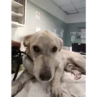 Foto dell\'animale cane - Matr. 2021/2044 - Microchip 380260044579912