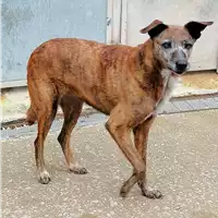 Foto dell\'animale cane - Matr. 2021/2046 - Microchip 380260040489593