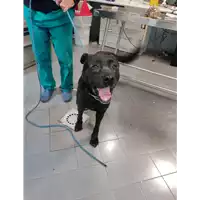 Foto dell\'animale cane - Matr. 2021/2049 - Microchip 380260044580039