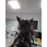 Foto dell\'animale cane - Matr. 2021/2050 - Microchip 380260002739082