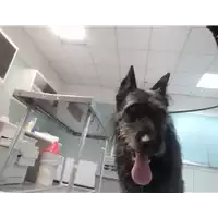 Foto dell\'animale cane - Matr. 2021/2052 - Microchip 380260101549865