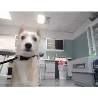Foto dell\'animale cane - Matr. 2021/2051 - Microchip 380260044579139