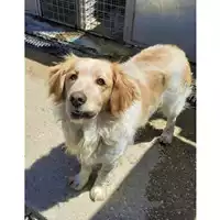 Foto dell\'animale cane - Matr. 2021/2059 - Microchip 380260044542476