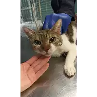 Foto dell\'animale gatto - Matr. 2021/2060 - Microchip 380260100410048