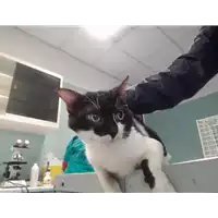 Foto dell\'animale gatto - Matr. 2021/2064 - Microchip 380260044542611