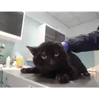 Foto dell\'animale gatto - Matr. 2021/2065 - Microchip 380260100432854