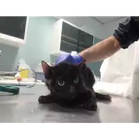 gatto - Matr. 2021/2067 - Microchip 380260100451884