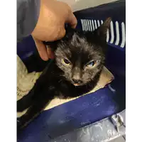 Foto dell\'animale gatto - Matr. 2021/2077 - Microchip 380260101250130
