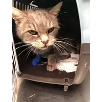 Foto dell\'animale gatto - Matr. 2021/2078 - Microchip 380260044542193