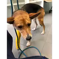 Foto dell\'animale cane - Matr. 2021/2079 - Microchip 380260044542927