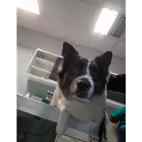 Foto dell\'animale cane - Matr. 2021/2075 - Microchip 380260044542855