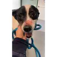 cane - Matr. 2013/1551 - Microchip 981098104215222