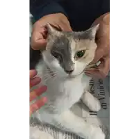 Foto dell\'animale gatto - Matr. 2021/2082 - Microchip 380260044542849