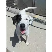 Foto dell\'animale cane - Matr. 2021/2083 - Microchip 380260044542463