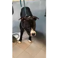 Foto dell\'animale cane - Matr. 2021/2084 - Microchip 380260044542850