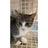 Foto dell\'animale gatto - Matr. 2021/2086 - Microchip 380260044542859