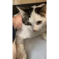 Foto dell\'animale gatto - Matr. 2021/2089 - Microchip 380260044542926