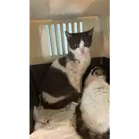 Foto dell\'animale gatto - Matr. 2021/2090 - Microchip 380260044542364