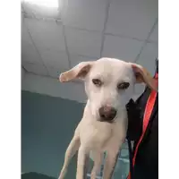Foto dell\'animale cane - Matr. 2021/2096 - Microchip 380260101983325