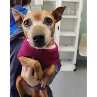 Foto dell\'animale cane - Matr. 2021/2098 - Microchip 380260044607874