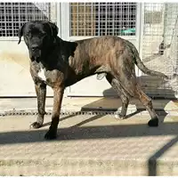 Foto dell\'animale cane - Matr. 2021/2099 - Microchip 380260042946060