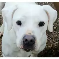 Foto dell\'animale cane - Matr. 2021/2100 - Microchip 380260160009023