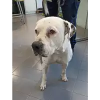 Foto dell\'animale cane - Matr. 2021/2104 - Microchip 380260100667340