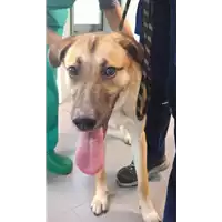Foto dell\'animale cane - Matr. 2021/2103 - Microchip 380260044579591