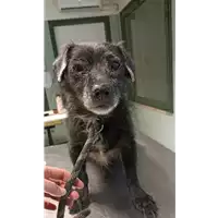 Foto dell\'animale cane - Matr. 2021/2105 - Microchip 380260044607034
