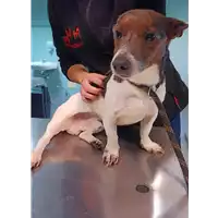 Foto dell\'animale cane - Matr. 2016/1555 - Microchip 380260042789513