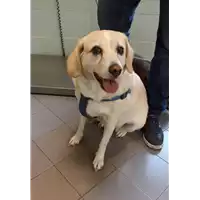 Foto dell\'animale cane - Matr. 2021/2107 - Microchip 380260002558544