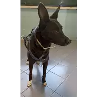 Foto dell\'animale cane - Matr. 2021/2108 - Microchip 380260100670646